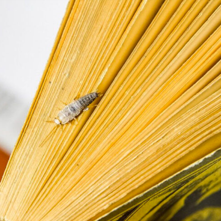 Aquellos bichos que comen libros